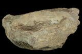 Xiphactinus (Cretaceous Fish) Vertebra - Kansas #102667-1